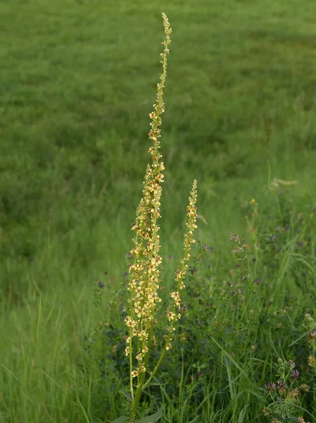 Sticklewort  plant on meadow — Stockfoto