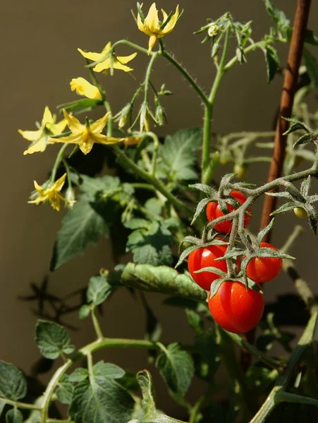 Planta de tomate con frutos rojos y flores amarillas — Foto de Stock