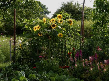 bir bahçede sarı ayçiçeği