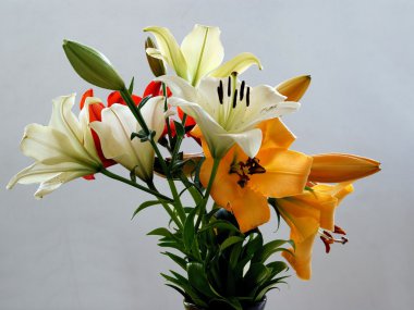 çok renkli lilyum vecize yakın çekim