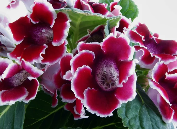 Fleurs rouges et blanches de plante en pot gloxinia — Photo