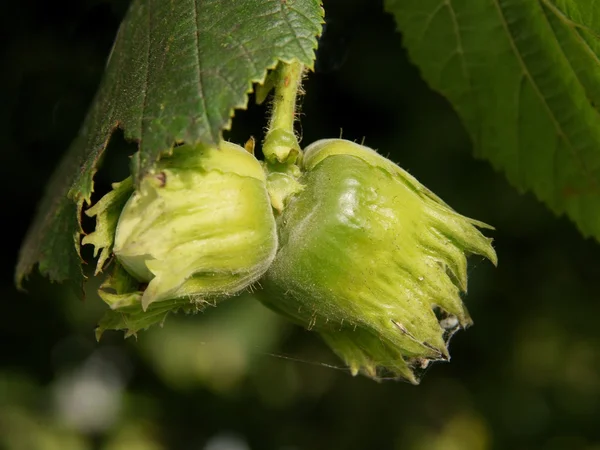 Nocciole verdi e acide su un albero — Foto Stock