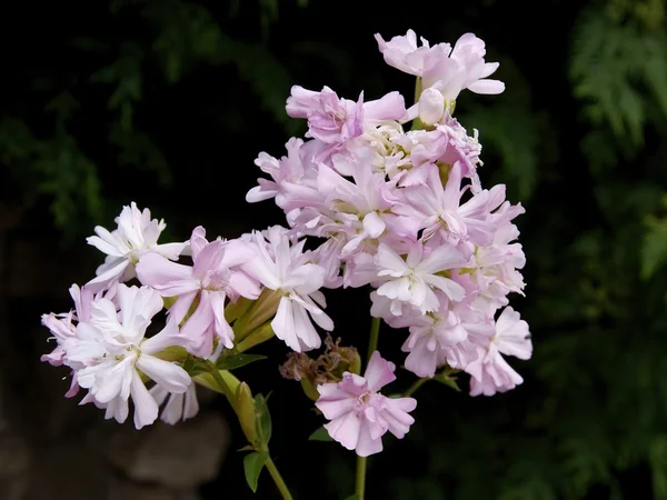 Plante de yucca avec des fleurs roses — Photo