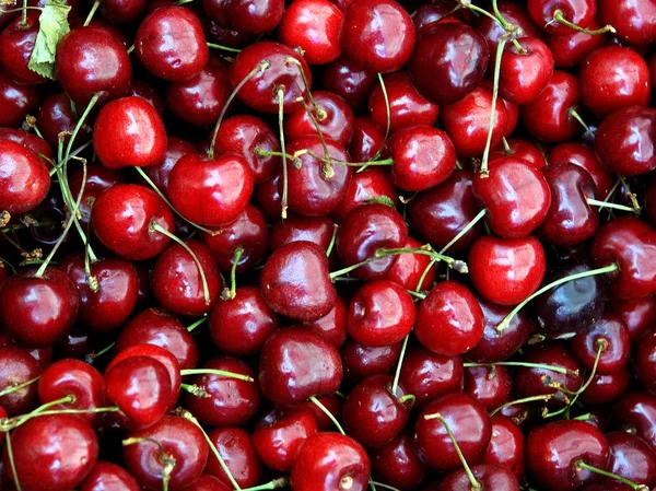 Cerejas doces — Fotografia de Stock