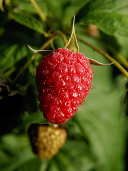 Ripe,red raspberry — Stock Photo, Image