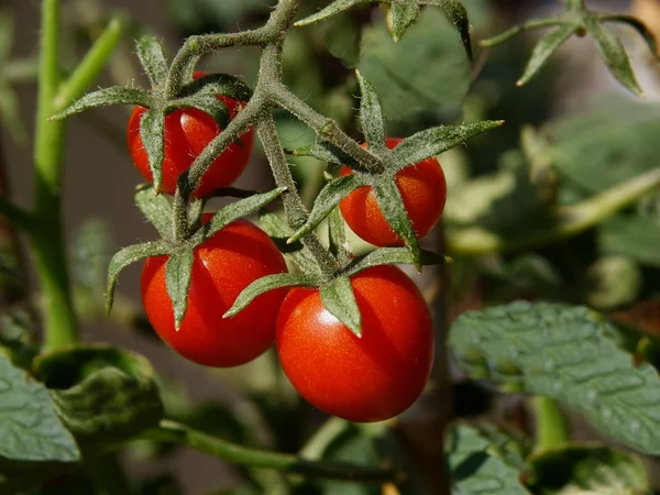Tomates rojos en la planta — Foto de Stock