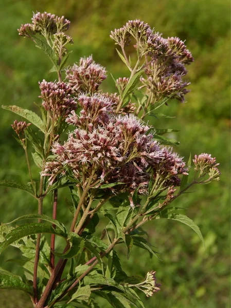 Planta de cuerda santa con flores rosadas —  Fotos de Stock