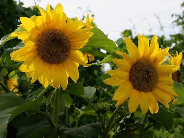 Żółte słoneczniki w ogrodzie — Zdjęcie stockowe