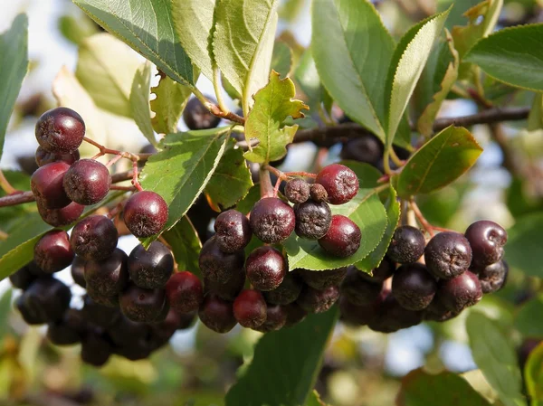 Lila, édes gyümölcsök aronia Bush — Stock Fotó