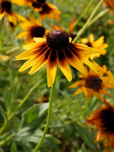 Black-eyed Susan plant with yellow flowers — Stock Photo, Image