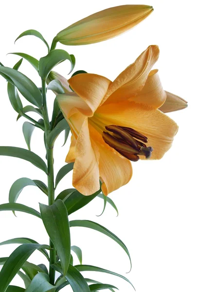 Yellow-gold lily close up — Stock Photo, Image