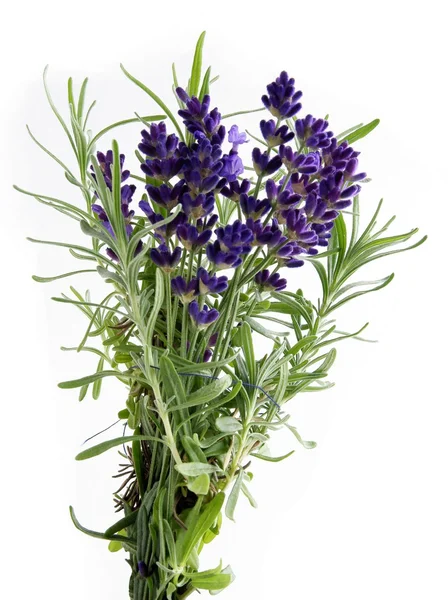 Rosemary herb with violet flowers Royalty Free Stock Photos