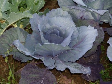 bir bahçe içinde kırmızı lahana