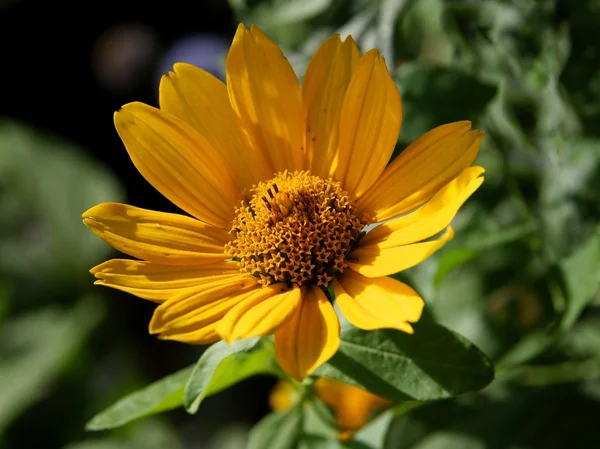 Flor amarilla de la planta de garrapata — Foto de Stock