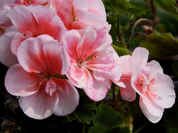 ピンクの花とゼラニウムの鉢植え — ストック写真