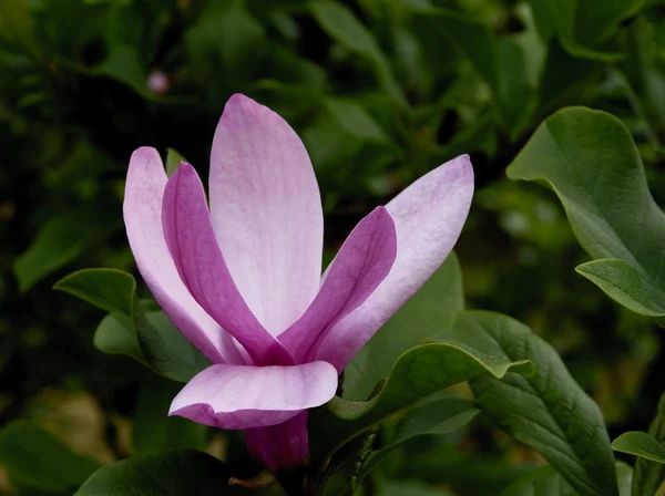 Różowy kwiat magnolii wiosną — Zdjęcie stockowe