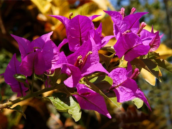 紫色的花的 Bouganvillea 茯苓攀援植物 — 图库照片