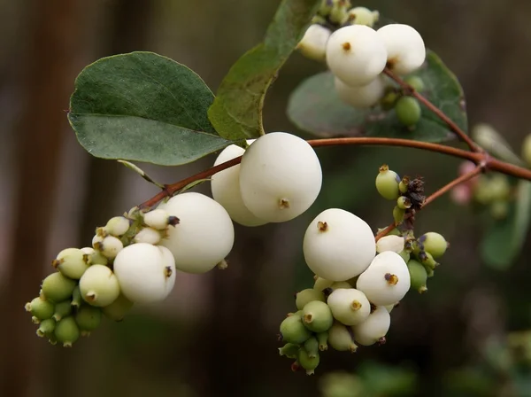 Bacche bianche di pupazzo di neve cespuglio ornamentale — Foto Stock