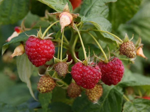 Ripe raspberries on bush in a garden — Stock Photo, Image