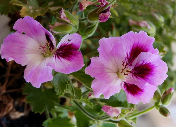 粉红色的花朵，老鹳草盆栽植物 — 图库照片