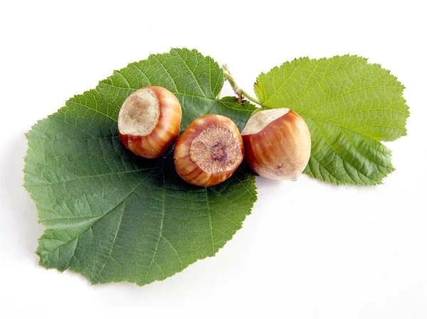 Hazelnuts — Stock fotografie