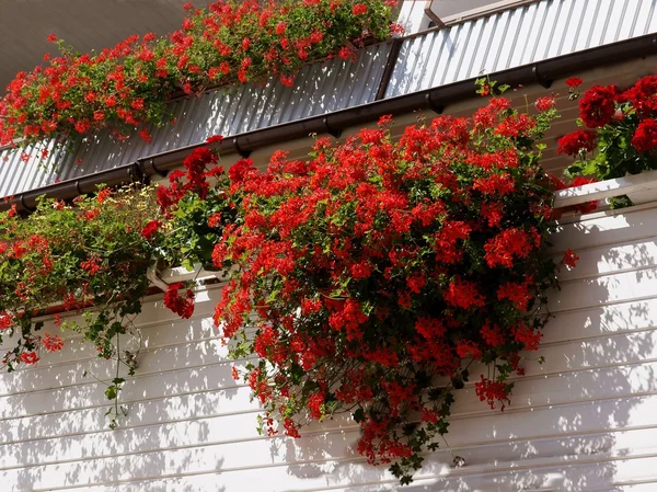 Red blossoming geranium on balcony Stock Image