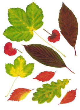 Renkli sonbahar levazımatçılarının kompozisyonu