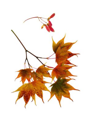 Çeşitli renkli sonbahar yapraklarının dekoratif bileşimi