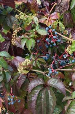 Mavi meyveli ve sarı çiçekli Partenosissus quinquefolia bitkisi