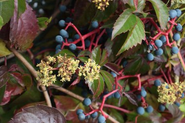 Mavi meyveli ve sarı çiçekli Partenosissus quinquefolia bitkisi