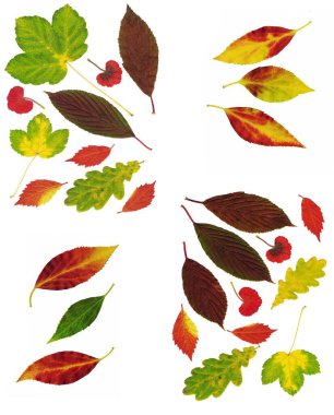 Çeşitli renkli sonbahar yapraklarının dekoratif bileşimi