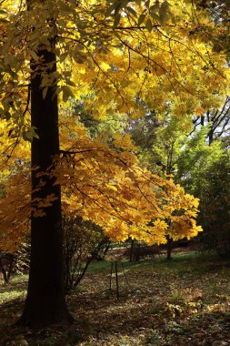 Parktaki renkli ağaçların yaprakları
