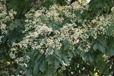 Beyaz çiçekli Ewodia Sinensis ağacı