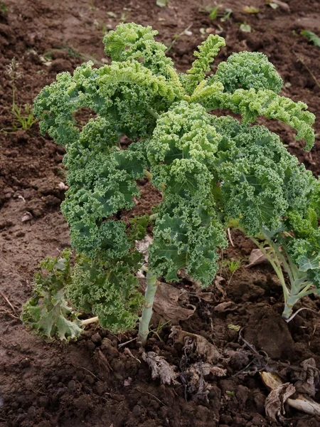 庭でケール野菜 — ストック写真