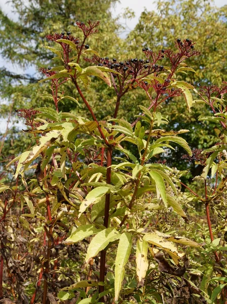 Planta de sabugueiro com bagas negras e tóxicas — Fotografia de Stock
