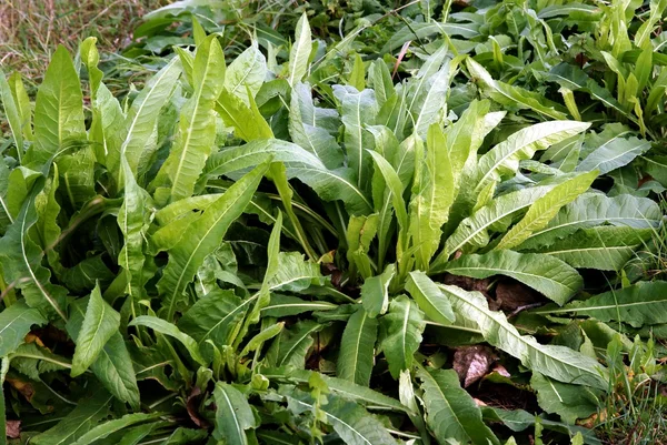 Wild sorrel plant on meadow — Stock Photo, Image