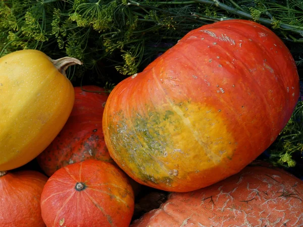 Orange, riesige leckere Kürbisse — Stockfoto