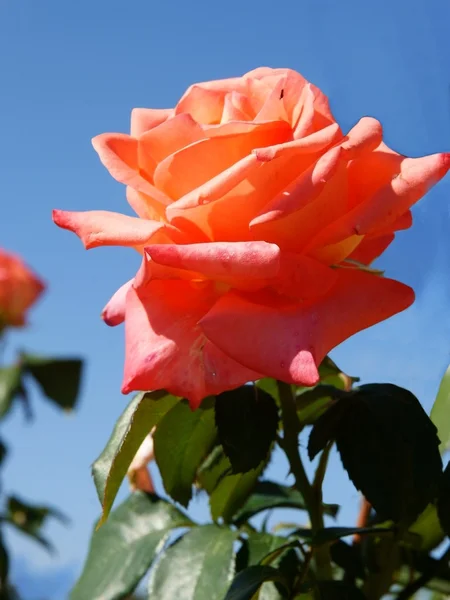 蓝色的天空映衬着粉红色的玫瑰 — 图库照片