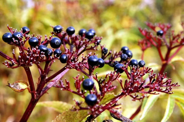 Elderwort plant with black,toxic berries on meadow — Stock Photo, Image