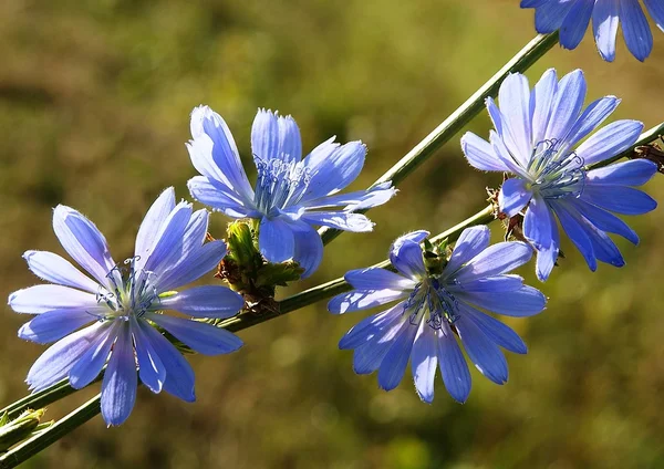 Голубые цветы цикория дикого растения — стоковое фото