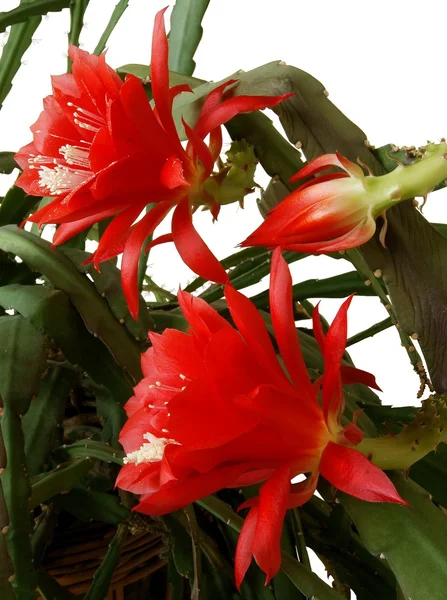 Kaktus z kwiaty czerwone i białe pyłek z bliska — Zdjęcie stockowe