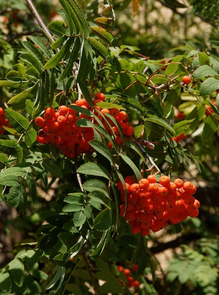 Rowan árbol con bayas rojas — Foto de Stock