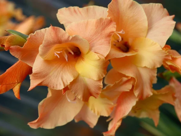 Розовые и золотые цветы гладиолуса — стоковое фото