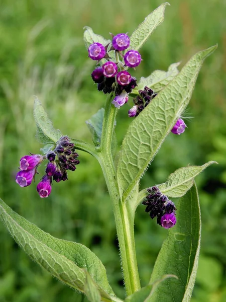 Lila bloemen van smeerwortel plant — Stockfoto