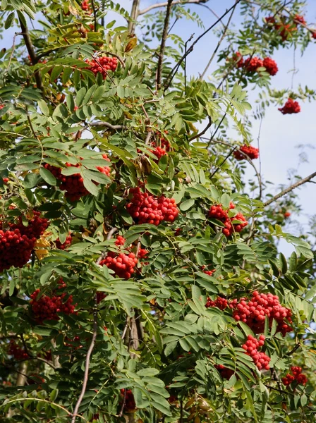 Rowan árvore com bagas vermelhas — Fotografia de Stock