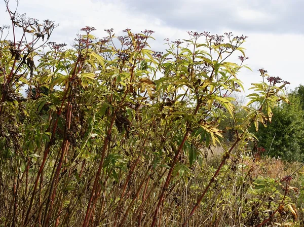 Planta de hierba de saúco con bayas negras y tóxicas en el prado —  Fotos de Stock
