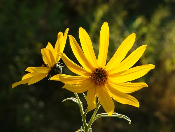 Flores amarillas del sol de verano plantas silvestres — Foto de Stock