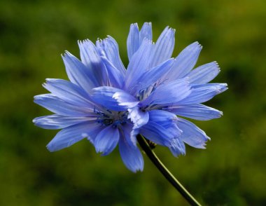 Mavi hindiba çiçek