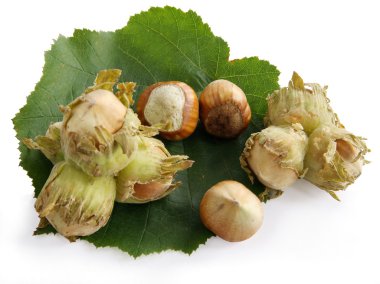 Olgun fındık yaprak üzerinde