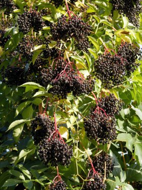 yaşlı Bush siyah çilek kümeleri